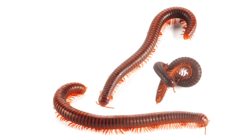 Three millipedes crawling together across a grey stone or concrete surface.