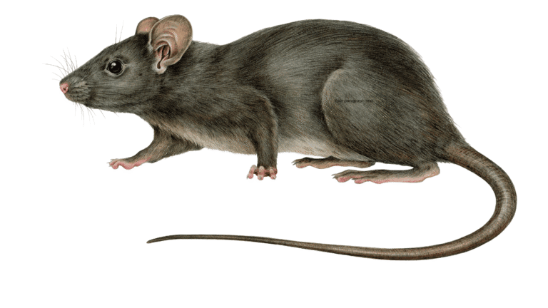 A detailed macro drawing of a Norway rat showing its thick fur and long tail.