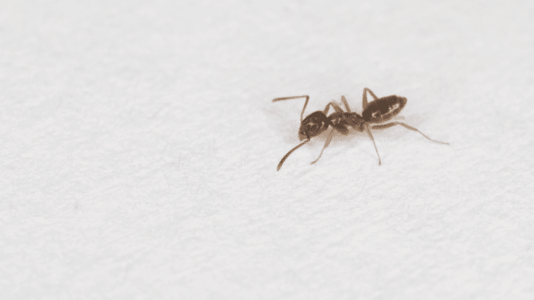 A macro close-up side view of a brown Odorous House Ant on a white surface.