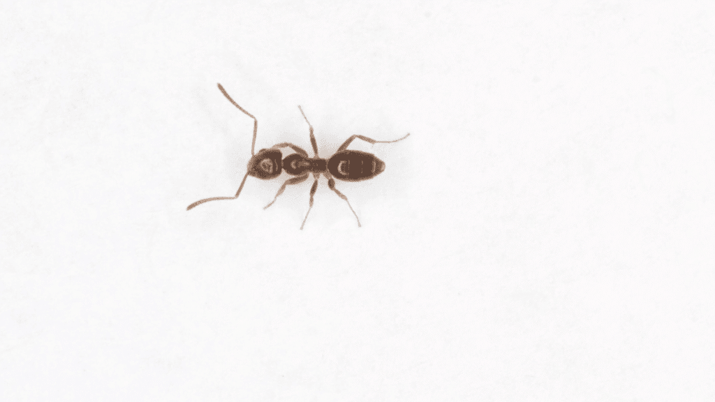 High-angle macro view of an Odorous House Ant showing its segmented body and antennae.