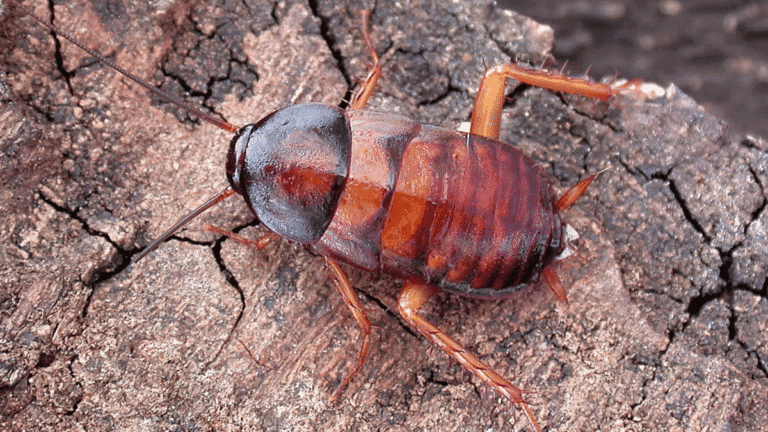 A macro close-up of a dark brown Oriental cockroach on a textured wood surface showing its segmented body and antennae.