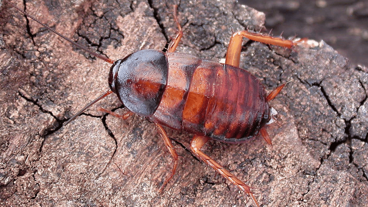 A macro close-up of a dark brown Oriental cockroach on a textured wood surface showing its segmented body and antennae.