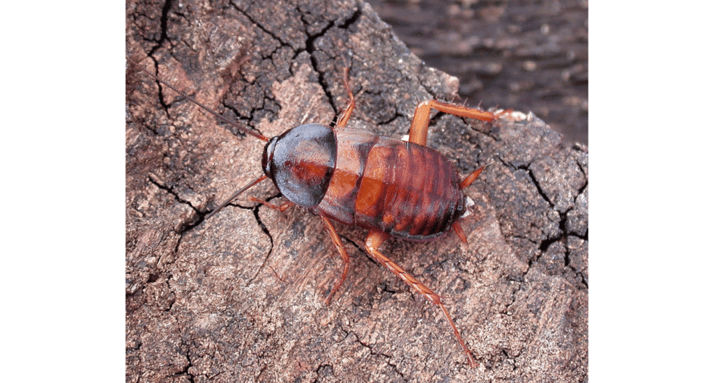 A shiny, dark-colored Oriental cockroach, often referred to as a "water bug" or large roach, on a log.