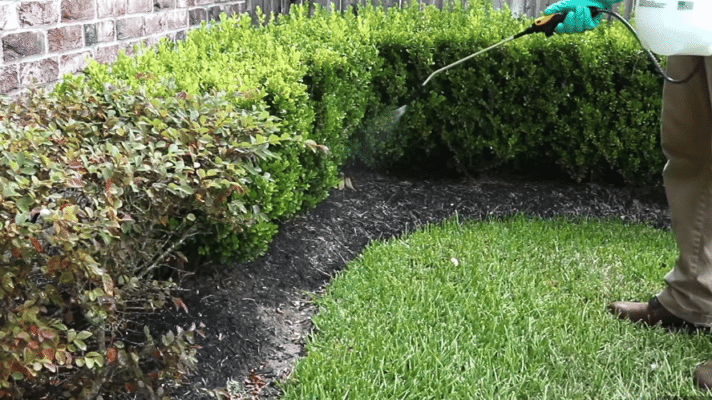 A homeowner applying a liquid perimeter spray to bushes and mulch to prevent a large roach infestation.