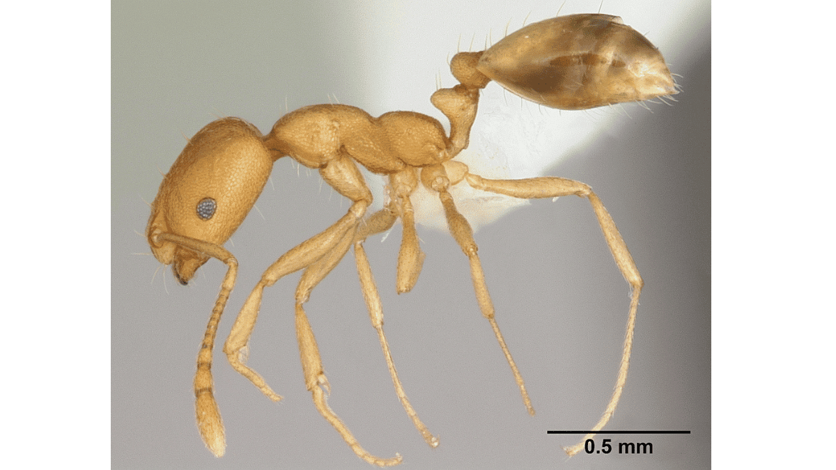 A macro close-up profile view of a Pharaoh ant showing its yellowish-brown body and darkened abdomen.