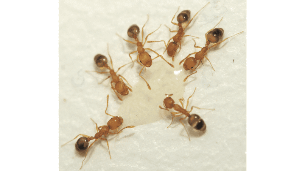 Several Pharaoh ants gathered around and feeding on a clear drop of liquid bait.