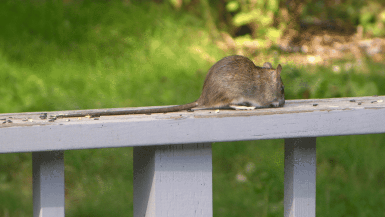 A roof rat with a very long tail sitting on a wooden deck railing outdoors.