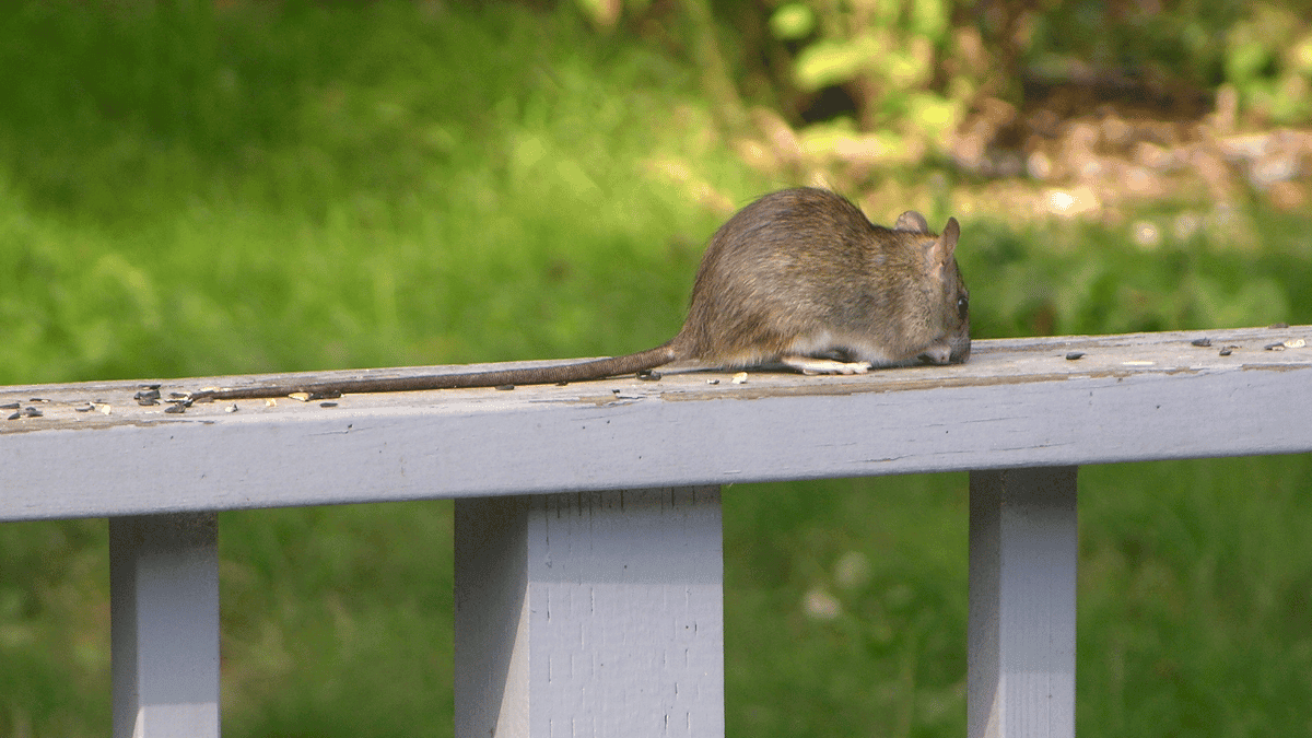 A roof rat with a very long tail sitting on a wooden deck railing outdoors.