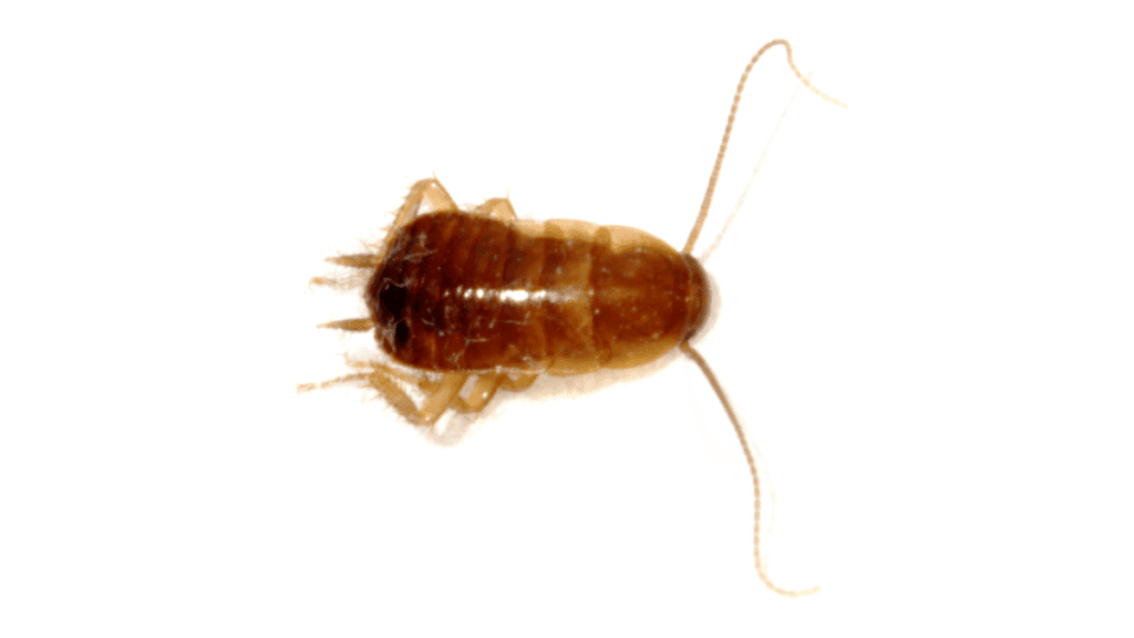 A small, reddish-brown Oriental cockroach nymph on a white background showing a wide, oval-shaped body.