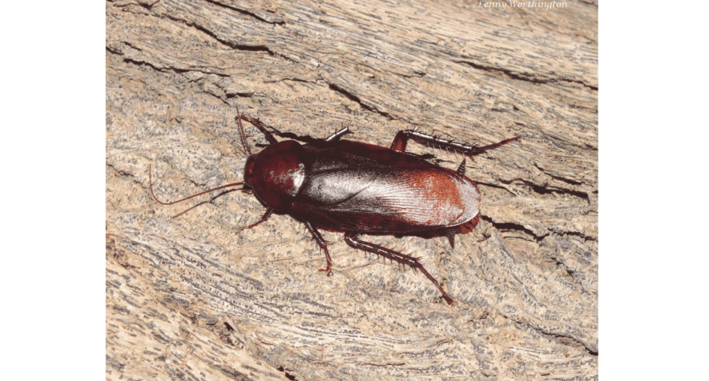 A uniform, dark mahogany Smokybrown cockroach, a species of large roach that frequently flies.