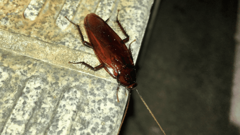 A large, dark mahogany smokybrown cockroach crawling across a kitchen countertop.