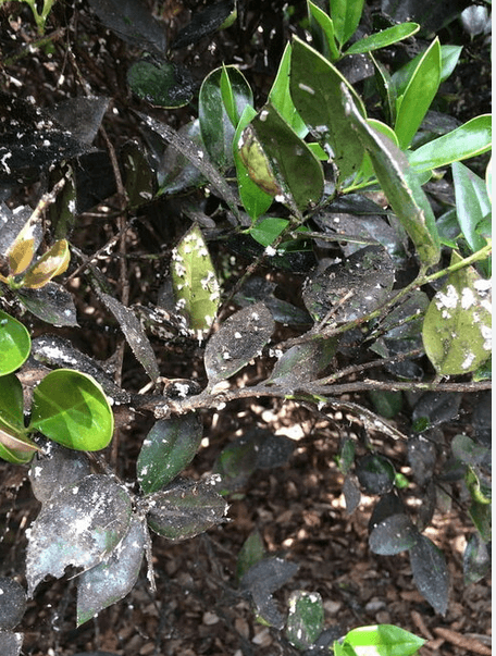 Sooty Mold and scale insects causing ghost ants