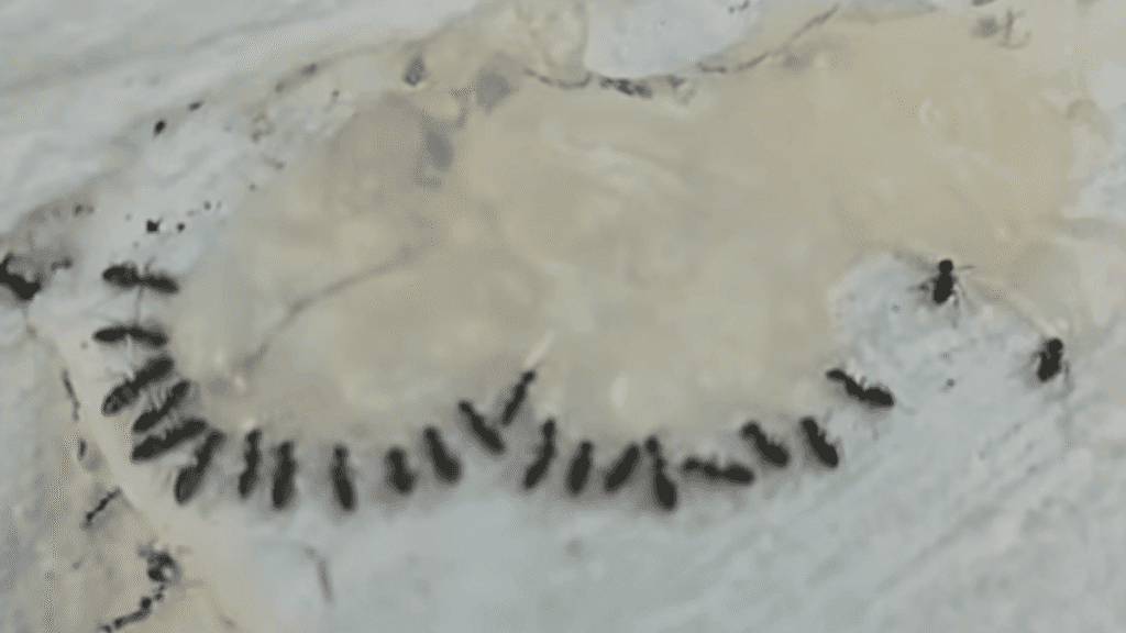 A macro view of small black sugar ants lined up and feeding on a clear drop of liquid ant bait.