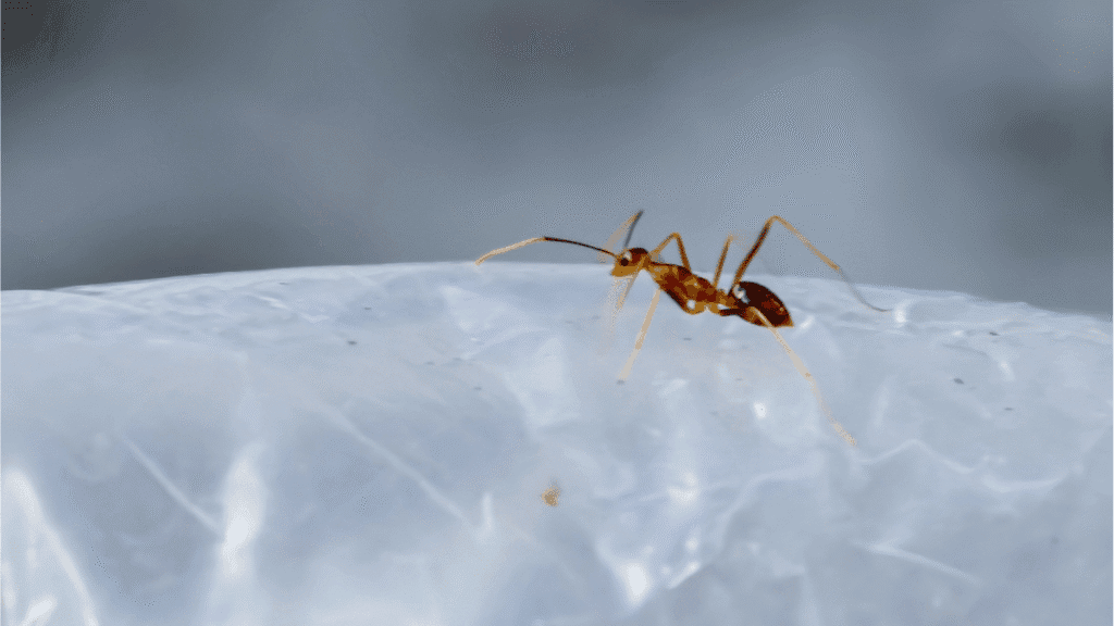 A detailed profile view of a Tawny Crazy ant on a translucent surface, highlighting its thin body and long limbs.