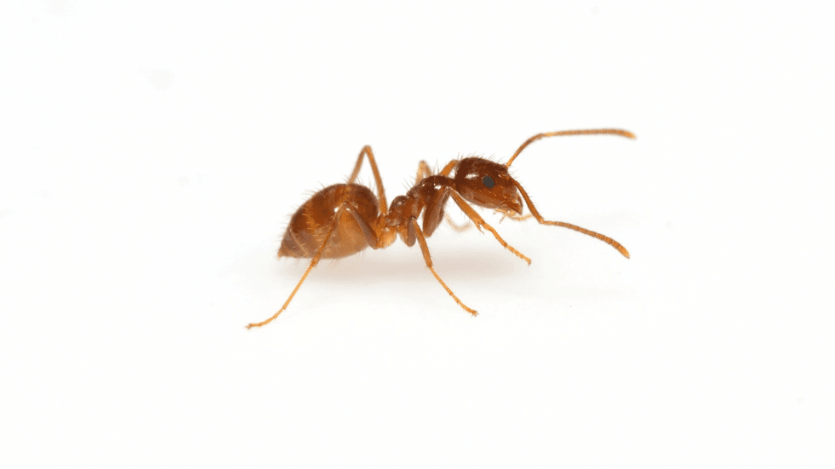 A macro side view of a reddish-brown Tawny Crazy ant, showing its long legs and antennae on a white background.