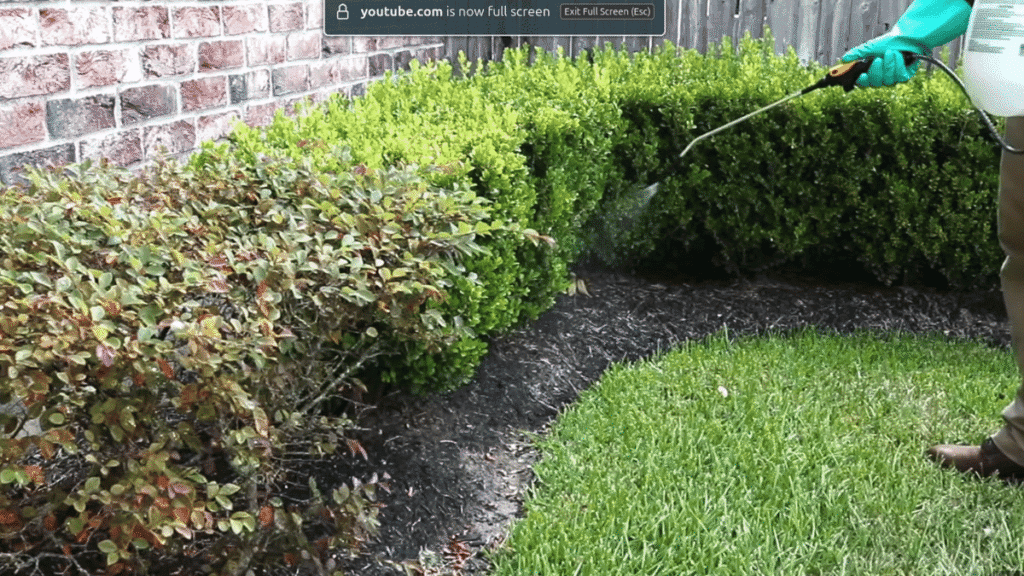 A homeowner spraying garden bushes to control Ghost ants while simultaneously treating for aphids and scale insects.