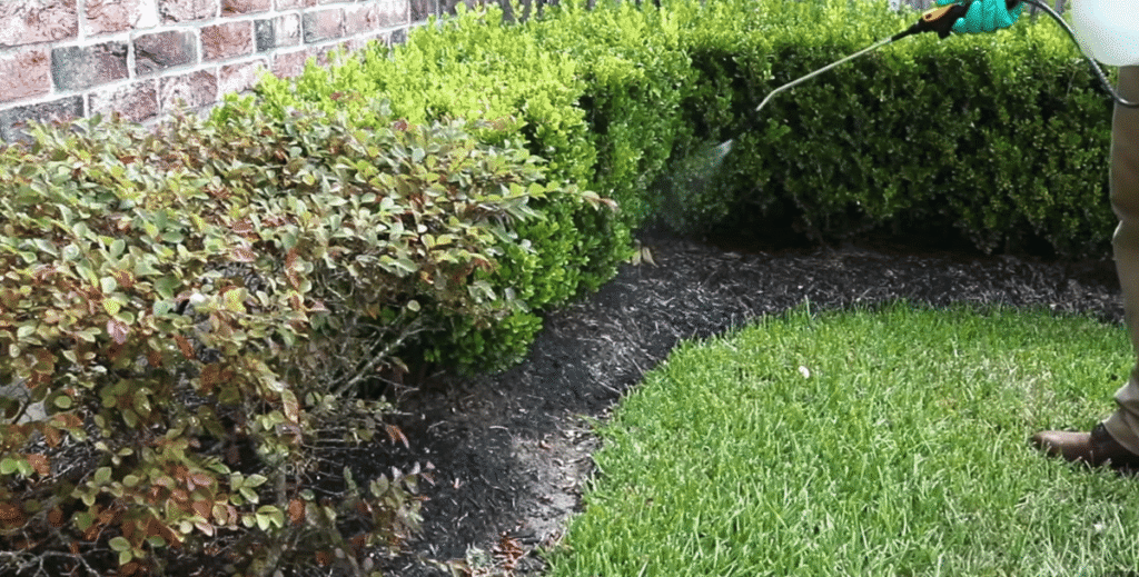 A homeowner spraying garden bushes to control Ghost ants while simultaneously treating for aphids and scale insects.
