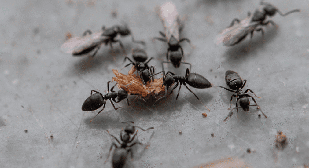 A macro view of several black white-footed ants with distinct pale legs feeding on a food source.