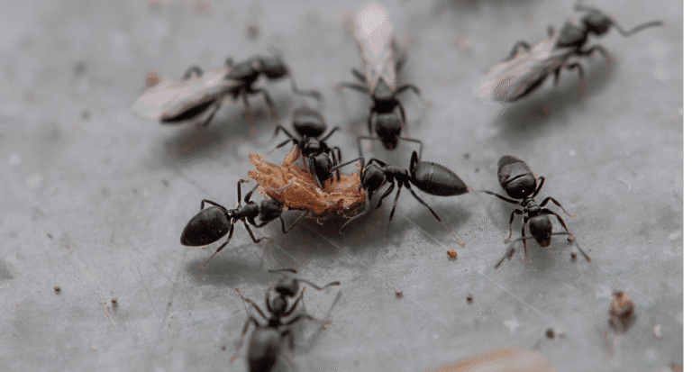 A macro view of several black white-footed ants with distinct pale legs feeding on a food source.