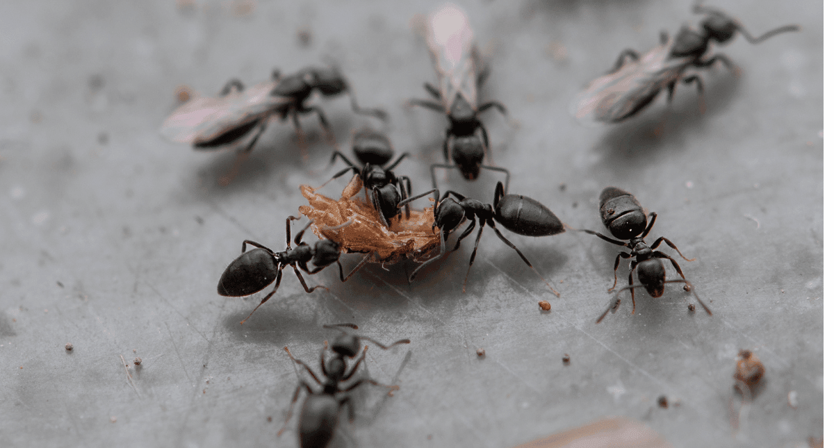 A macro view of several black white-footed ants with distinct pale legs feeding on a food source.