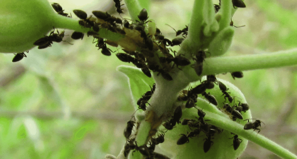 A large colony of white-footed ants crawling on a green plant stem in a garden.