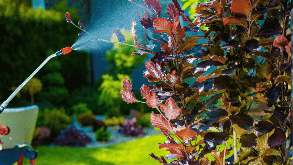 A homeowner spraying ornamental garden foliage to eliminate acrobat ant food sources like honeydew.