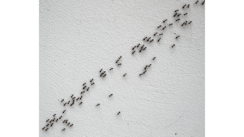 A line of acrobat ants trailing across a white exterior wall surface toward an entry point.