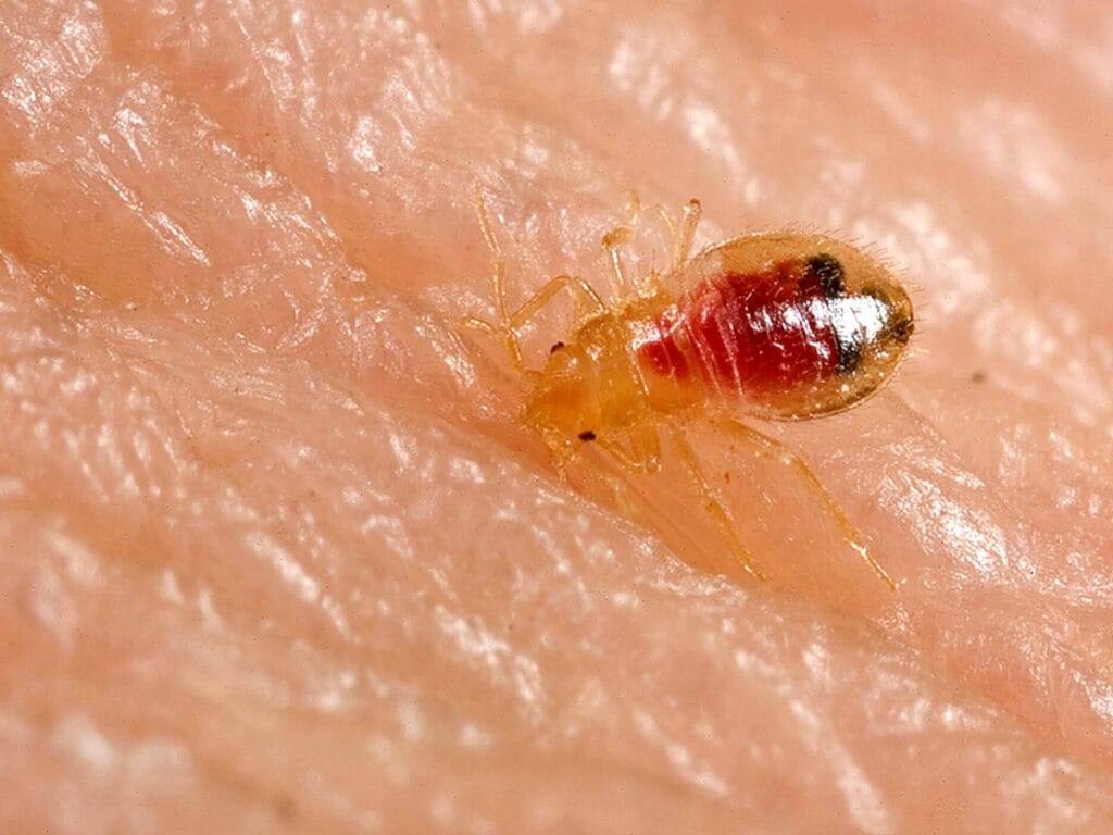 Translucent bed bug nymph on human skin showing pale body and red abdomen after feeding. Bedbugs are nearly clear when they are newly hatched