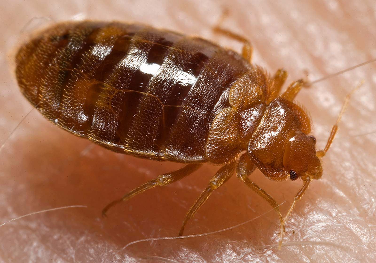 Adult bed bug on human skin showing flattened reddish‑brown body and segmented abdomen