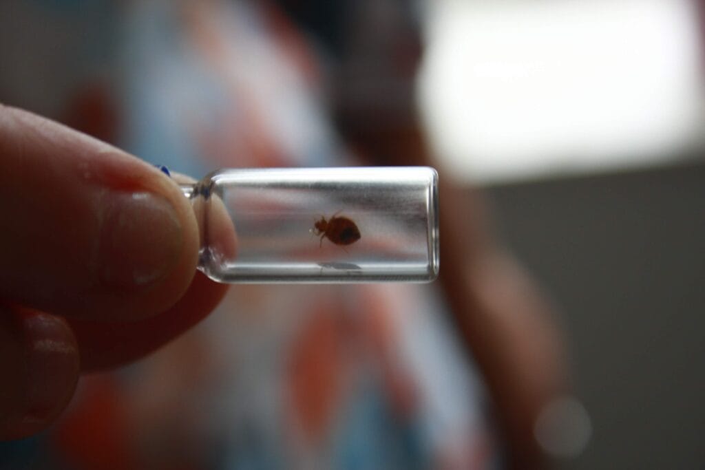 Bed bug held in a small clear vial between two fingertips for identification.
