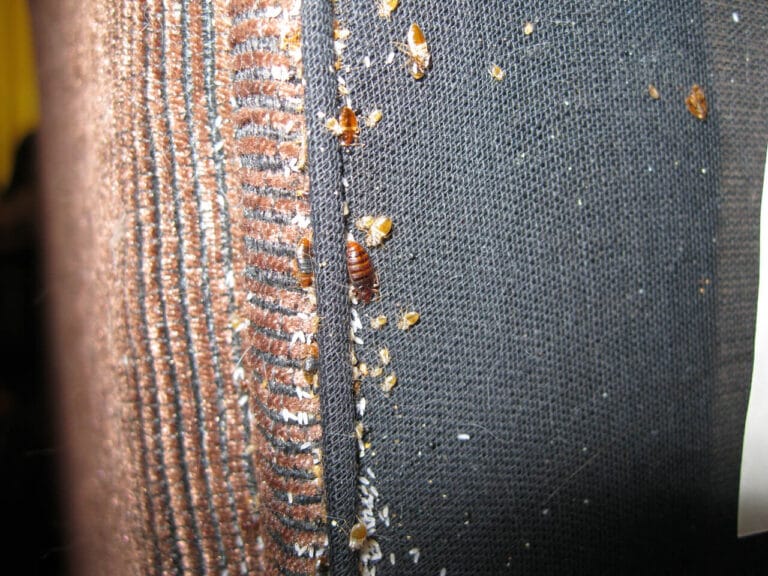 Close-up of bed bugs and shed skins clustered along a fabric seam, showing how they hide in tight cracks. how do i get rid of bedbugs in my car