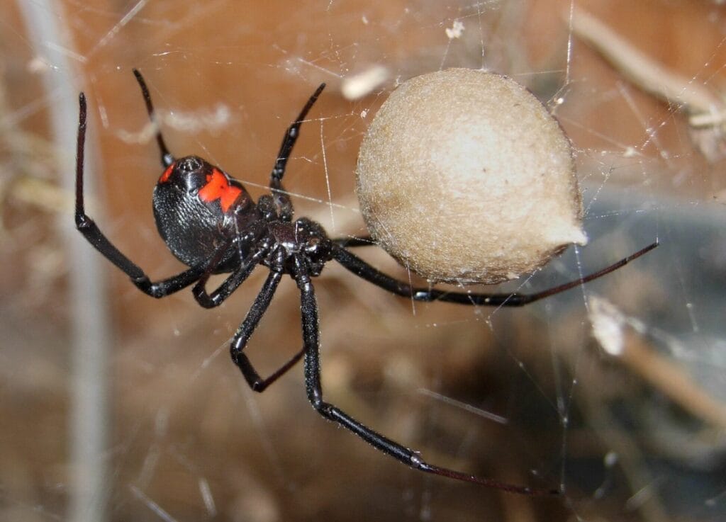 Black widow spider with red hourglass marking guarding a tan egg sac