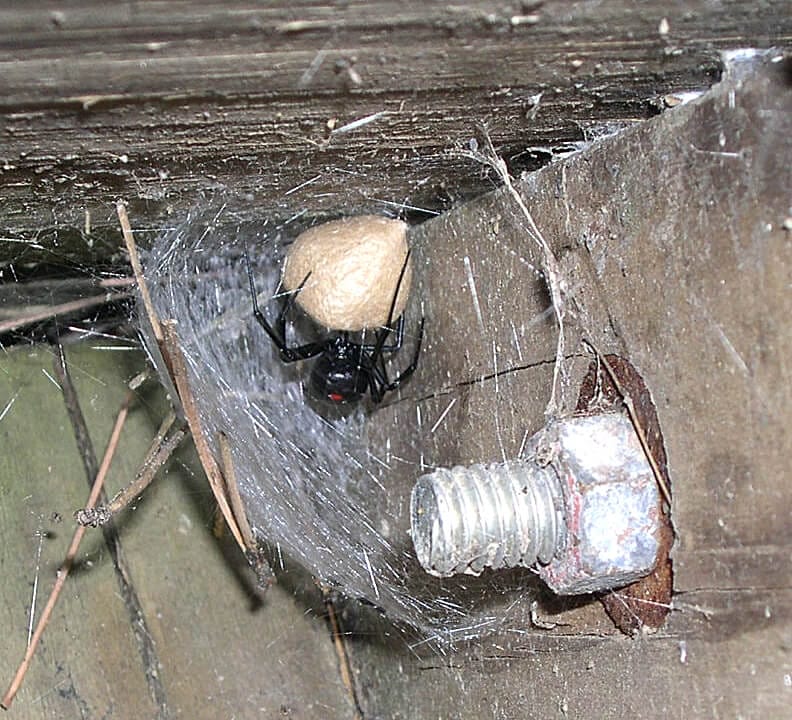 Black widow spider guarding an egg sac under a wooden structure