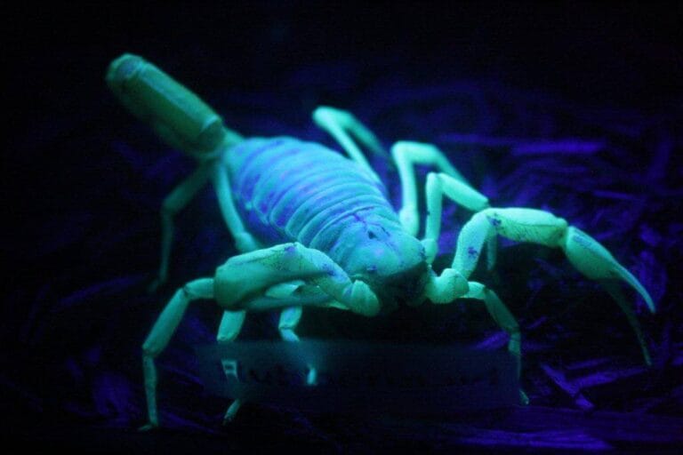 Scorpion glowing blue‑green under UV light showing natural fluorescence. You can inspect for scorpions with a black light.