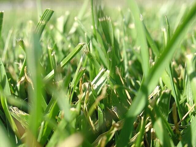 Close-up of grass blades with ragged, shredded tips caused by mowing with a dull blade