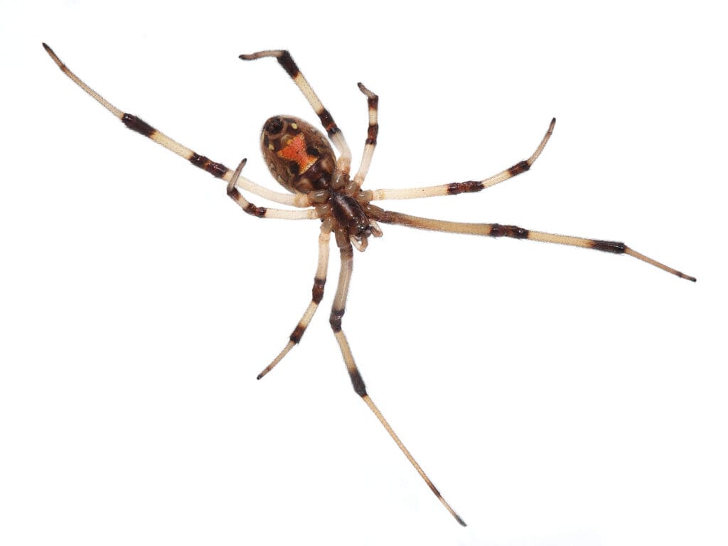 Tan brown widow spider with orange dorsal marking on a white background