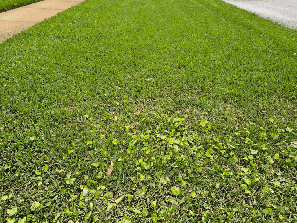 View of healthy, well‑watered lawn beside a neighbor’s lawn with dollarweed patches