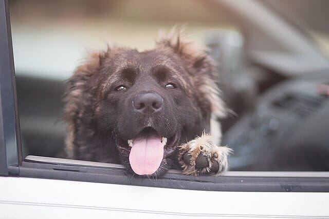 A fluffy dog looking out a car window, representing how pets can introduce flea eggs into vehicle upholstery. It explains fleas in my car