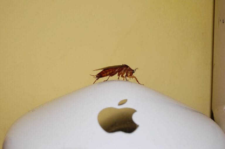 How Do I Get Rid of Roaches; Cockroach sitting on a computer mouse inside a home