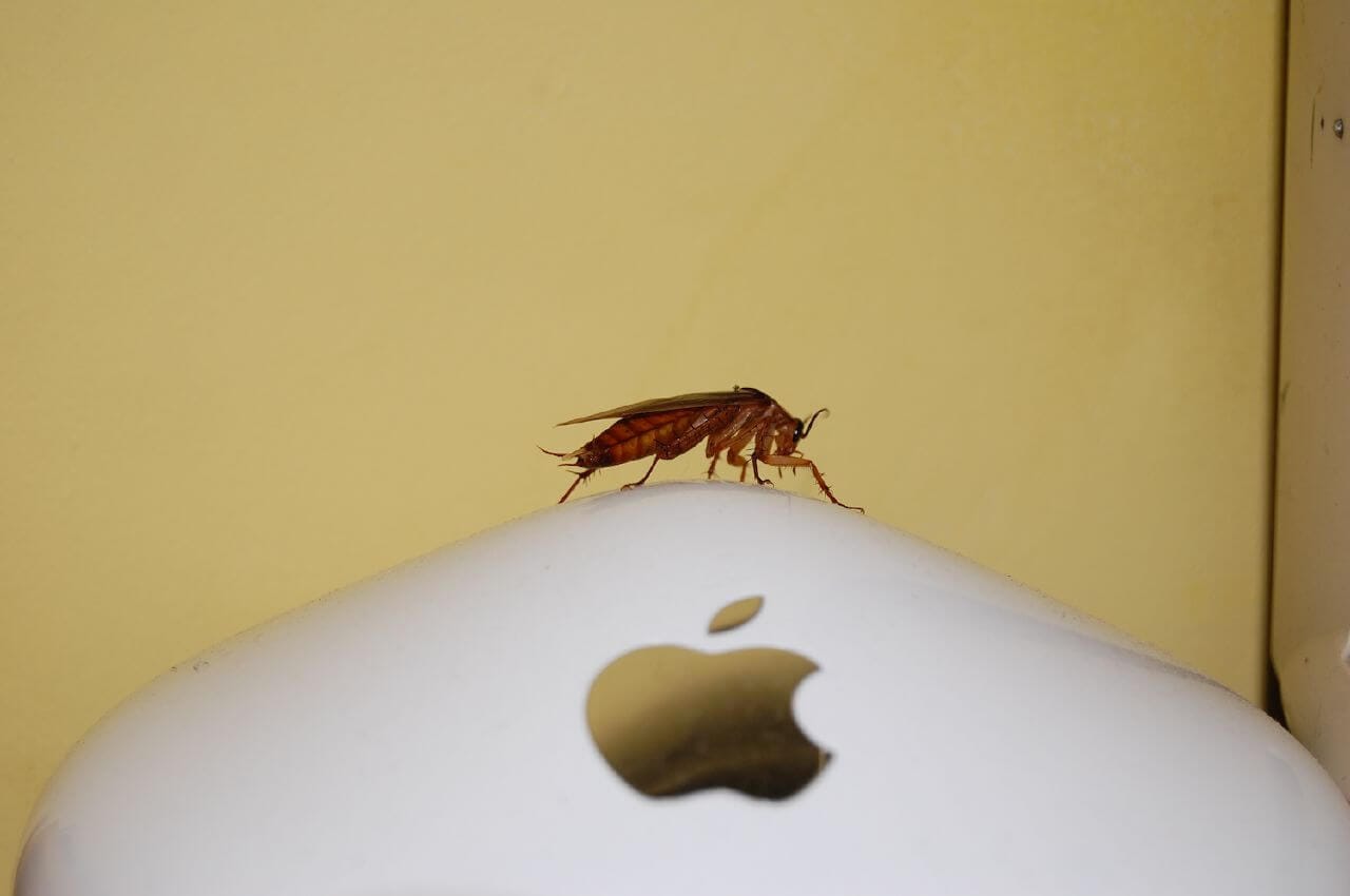 How Do I Get Rid of Roaches; Cockroach sitting on a computer mouse inside a home