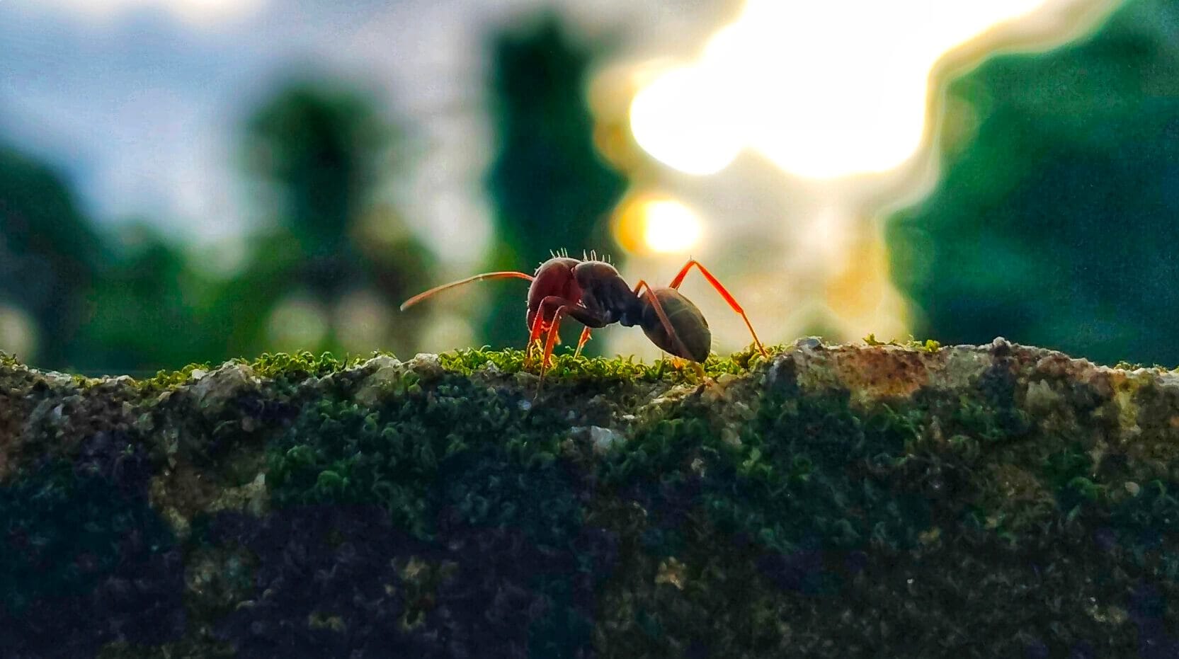 How to Get Rid of Ants. Close-up of a single ant walking on a moss-covered outdoor surface.