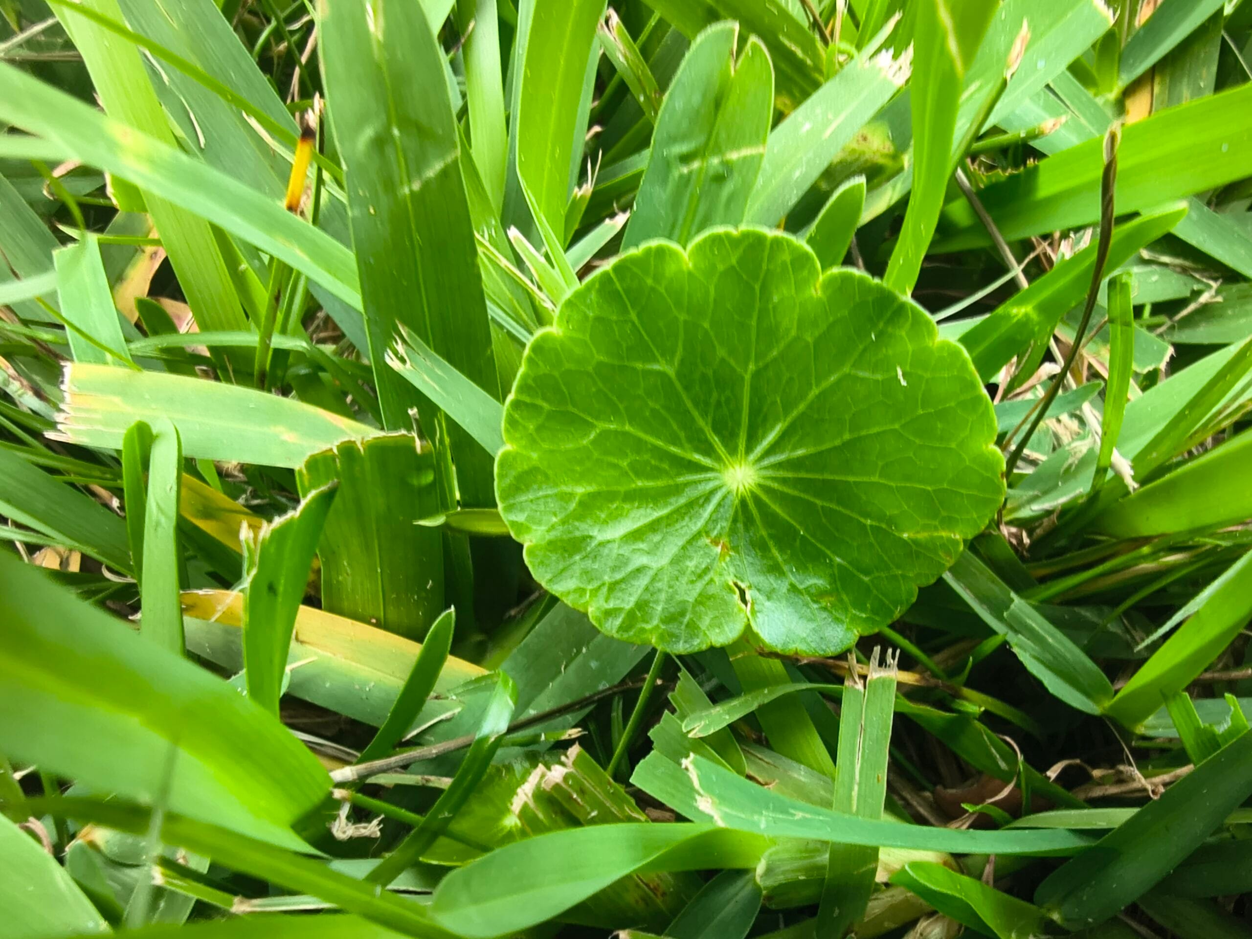 Close‑up photo of dollarweed growing in turfgrass. How Do I Water My Lawn and Control Weeds All Year?