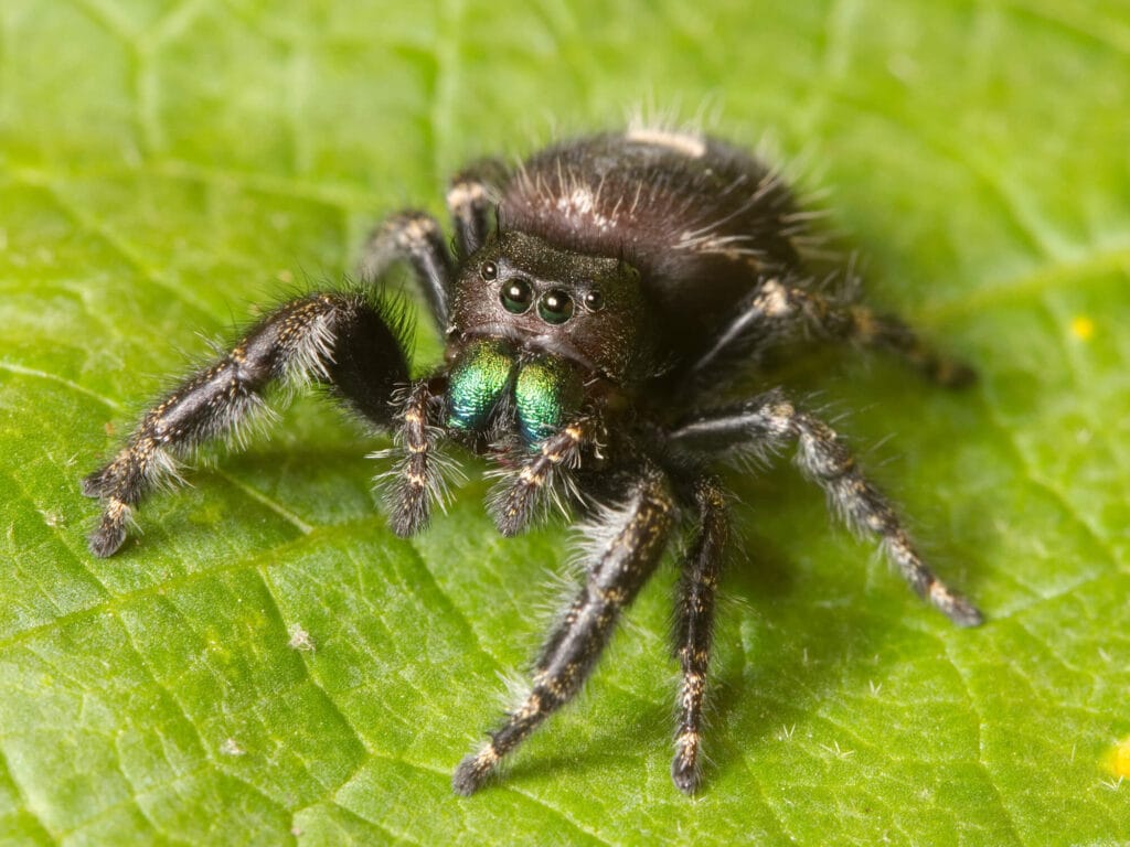 Dark jumping spider with metallic green chelicerae resting on a green leaf