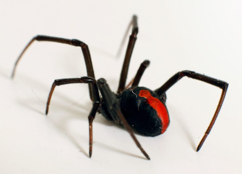 Australian redback spider showing its red dorsal stripe on a light surface