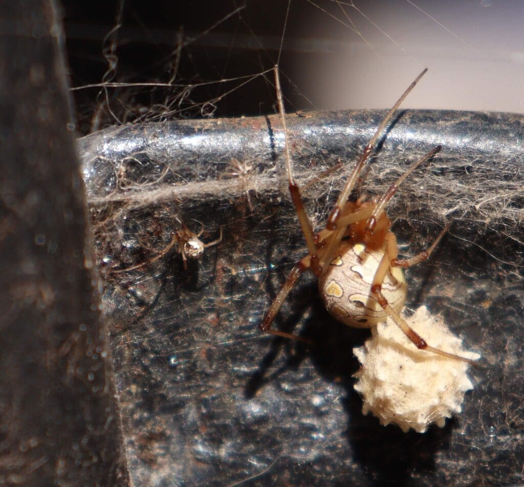 Brown widow spider guarding its spiky egg sac on a dark surface