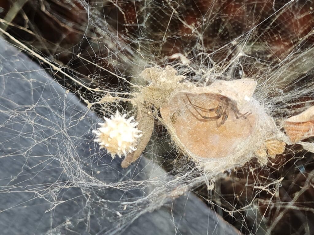 Brown widow spider sitting in a dense web beside its spiky egg sac