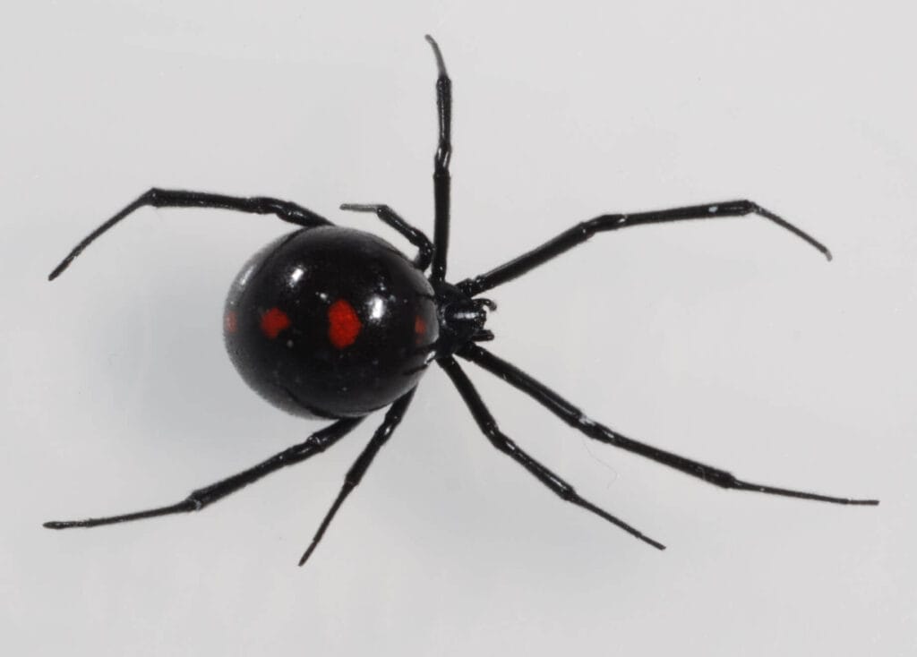 Black widow spider showing red spots on its abdomen on a light background