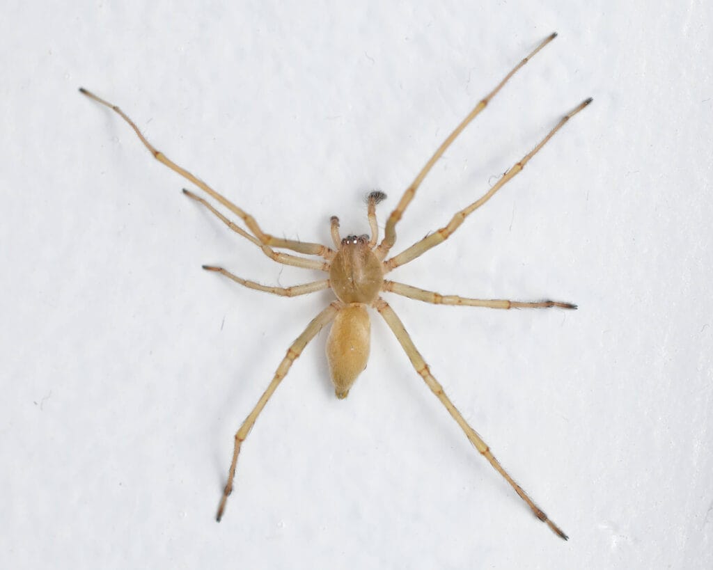 Light tan sac spider with long slender legs resting on a white surface