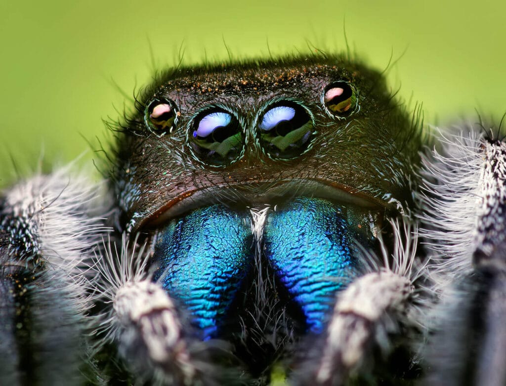 Extreme close-up of a jumping spider’s face with iridescent blue-green chelicerae and large eyes