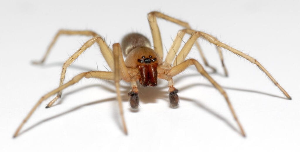 Yellow sac spider with tan body and reddish mouthparts on a white surface